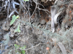 Ulex argenteus argenteus