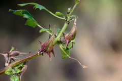 Image of Rogeria armeniaca