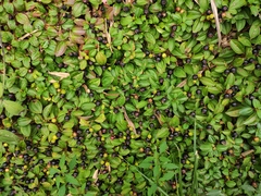 Melastoma dodecandrum