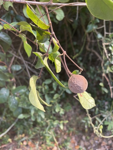 Combretum butyrosum image