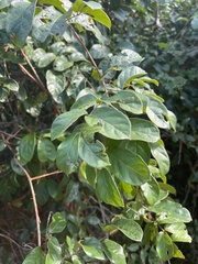 Combretum butyrosum image