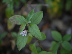 Dyschoriste dalzellii