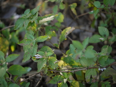 Dyschoriste dalzellii