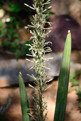 Sansevieria cylindrica