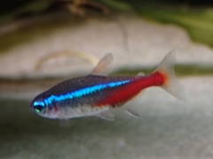 Paracheirodon innesi