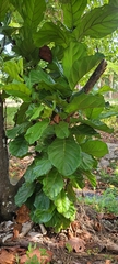 Ficus lyrata