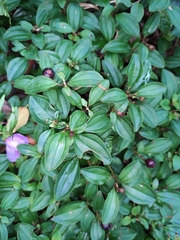 Melastoma dodecandrum