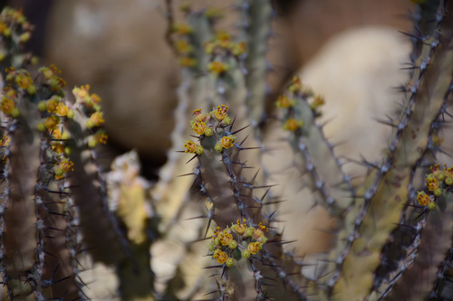 Euphorbia otjipembana subsp. fluvialis image