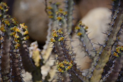 Euphorbia otjipembana image