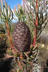 Leucadendron comosum comosum