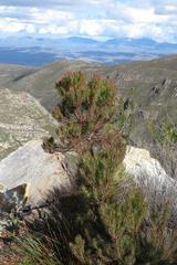 Leucadendron comosum comosum