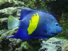 Pomacanthus maculosus