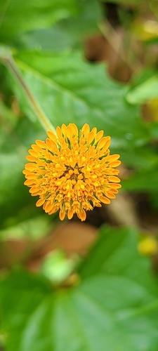 Image of Verbesina alata by (c) ritirene, some rights reserved (CC BY)