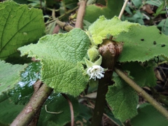Rubus alceifolius