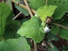 Rubus alceifolius