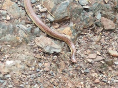 Phimophis guianensis