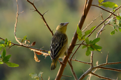 Ploceus velatus caurinus