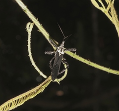 Aristathlus iopterus