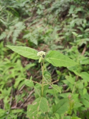 Eupatorium chinense