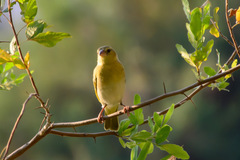 Ploceus velatus caurinus