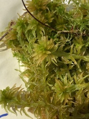 Sphagnum pulchrum