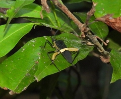 Laminiceps fasciatus
