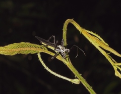 Aristathlus iopterus