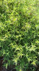 Munroa squarrosa