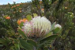 Leucospermum pluridens