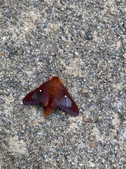 Anisota pellucida