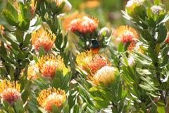Leucospermum pluridens