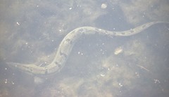 Mastacembelus armatus