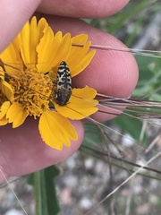 Acmaeodera decipiens