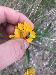 Acmaeodera decipiens