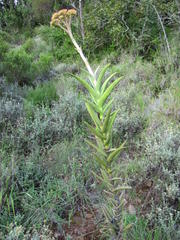 Crassula perfoliata coccinea