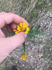 Acmaeodera decipiens