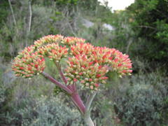 Crassula perfoliata coccinea