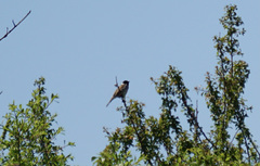 Emberiza schoeniclus
