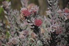 Leucospermum wittebergense