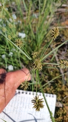 Cyperus retroflexus