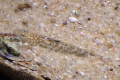 Echiichthys vipera