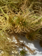 Sphagnum recurvum