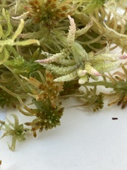 Sphagnum recurvum