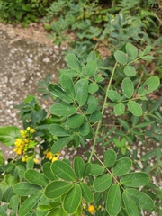 Senna bicapsularis