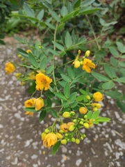 Senna bicapsularis