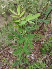 Senna bicapsularis