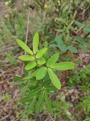 Senna bicapsularis