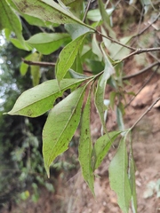 Pittosporum illicioides