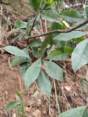 Pittosporum illicioides