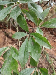 Pittosporum illicioides